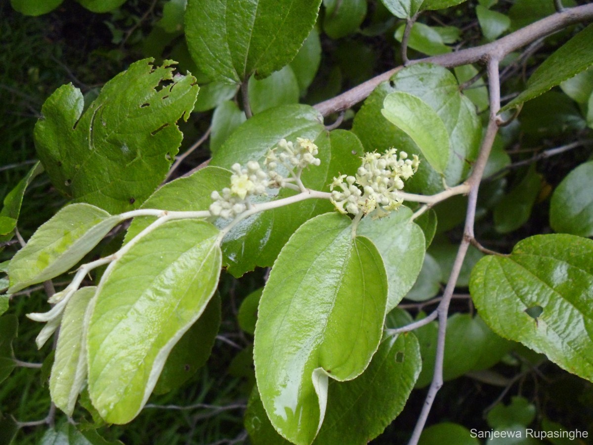 Ziziphus xylopyrus (Retz.) Willd.